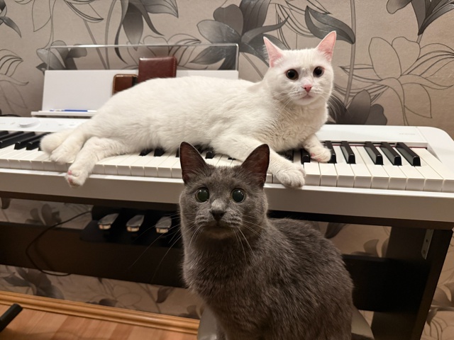 Бляцкая музыкальная лежанка для белой булки (серая бул...