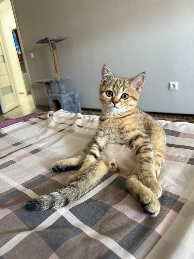 Рогалик Кеша