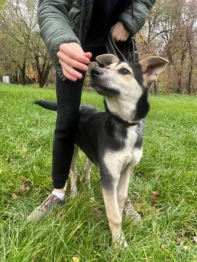 ‼️СРОЧНО‼️ НА МОСКОВСКОЙ ТРАССЕ НАЙДЕН ЩЕНОК-ДЕВОЧК...
