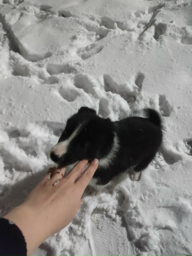 Боже мой! Что же это творится!
Маленьких щенков раскид?...