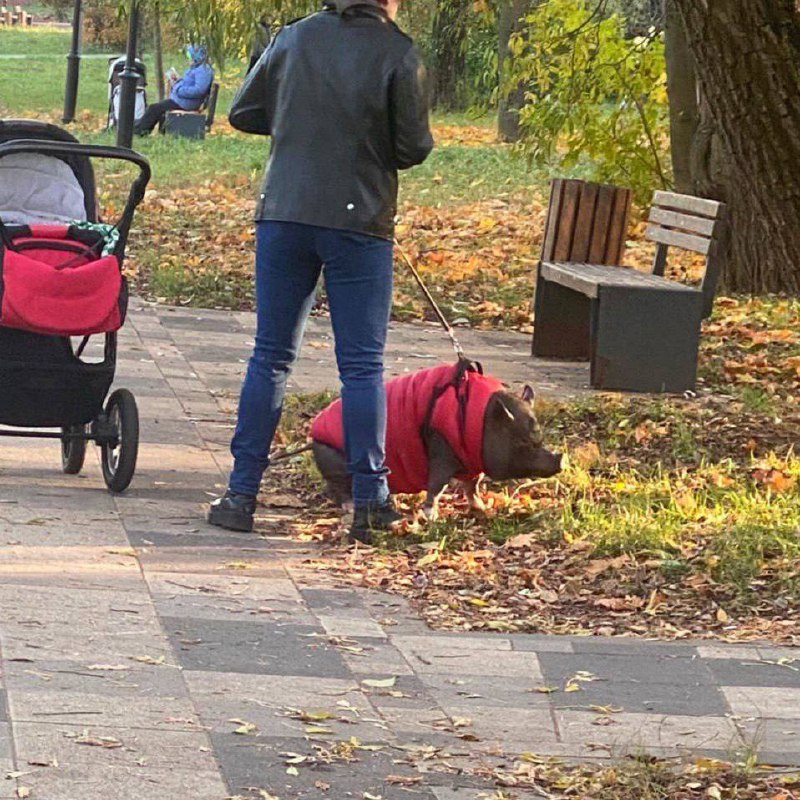 ? Просто хрюшка в тёплой курточке гуляет в Черкизовском парке
В Москве заметно холодает