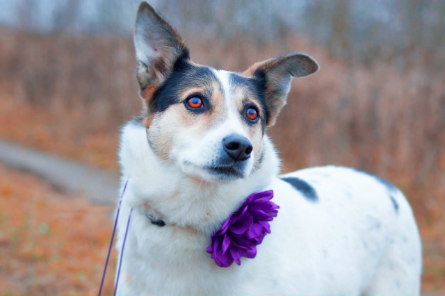 Вита ищет в Можайске хозяина!
Где ты её человек???
Почт?...