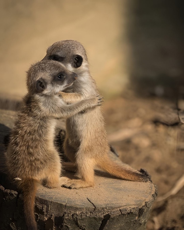 Сурикаты обнимаются не потому, что мёрзнут, а потому чт...