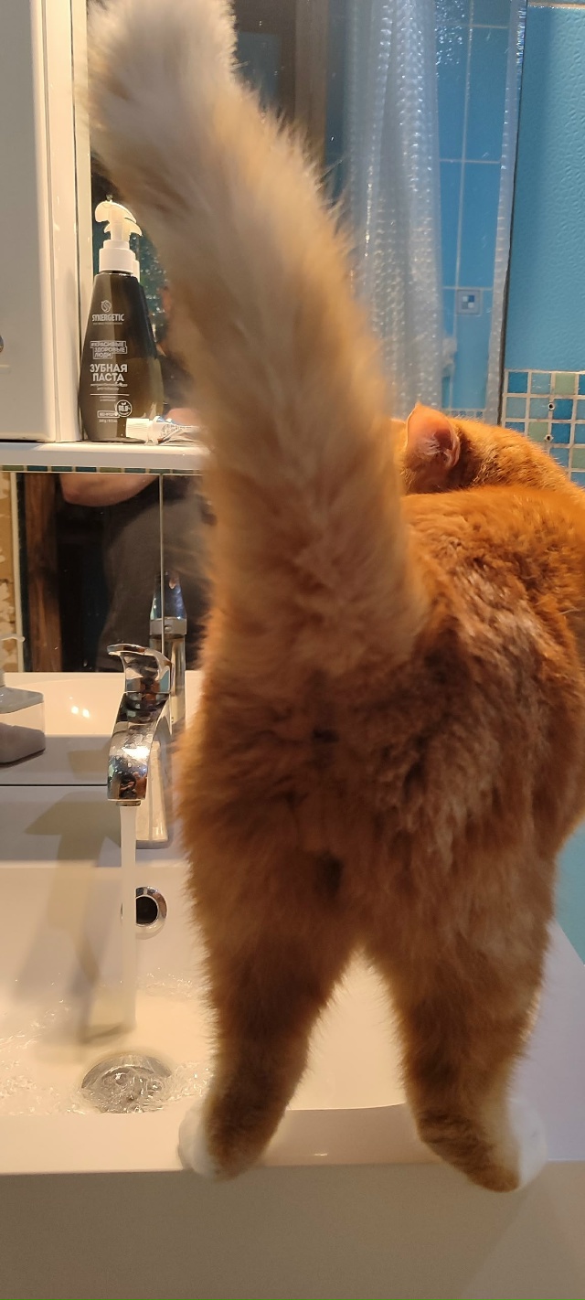 Утренние процедуры, когда у тебя есть кот)))