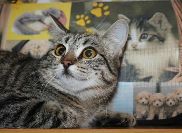 На дачах уже по холоду спасли котят подростков, сейчас...