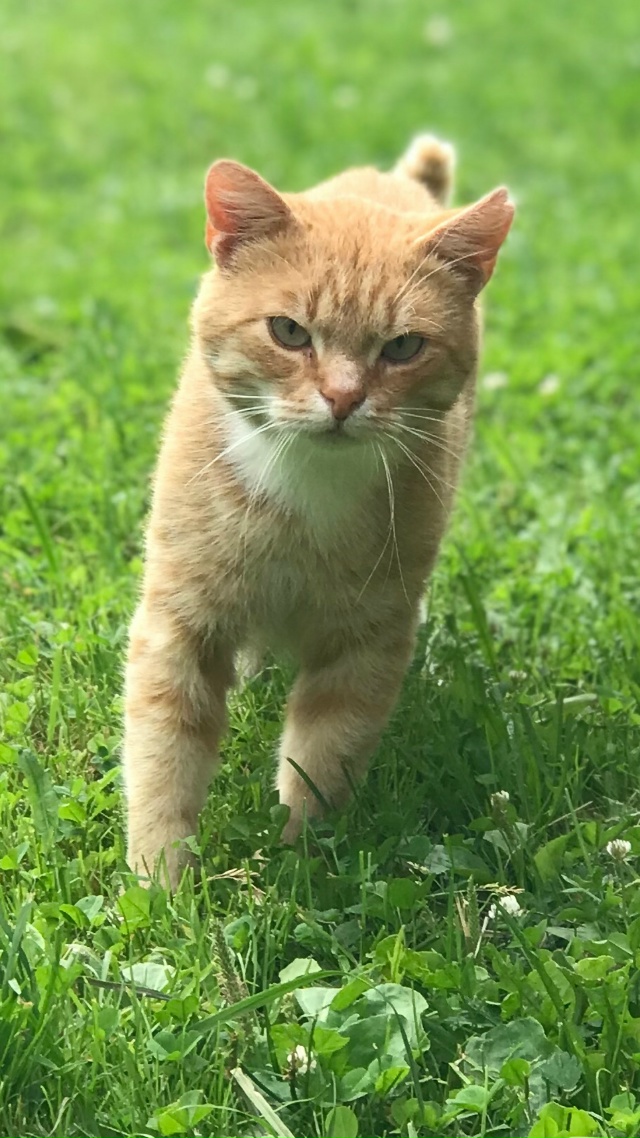 Молоденький котик ищет дом!!! Очень ласковый, игривый. Ж...