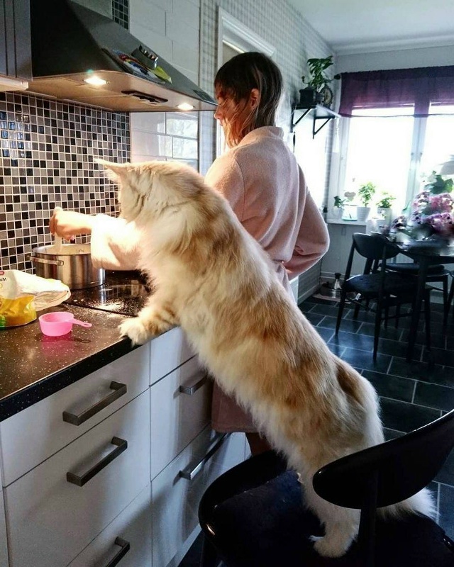 Такого не каждый сможет прокормить 😂