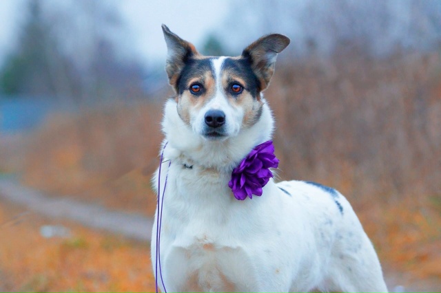 Вита ищет в Можайске хозяина!
Где ты её человек???
Почт?...