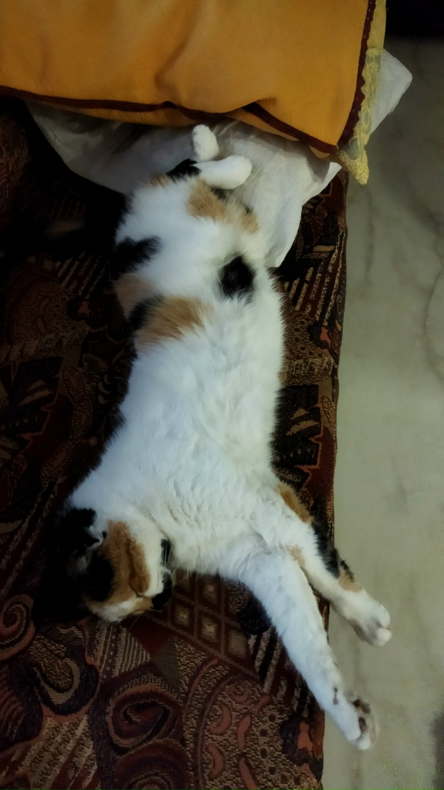 Подушка.... а ну - как подвинься... 🤣🤣🤣😊😊😊