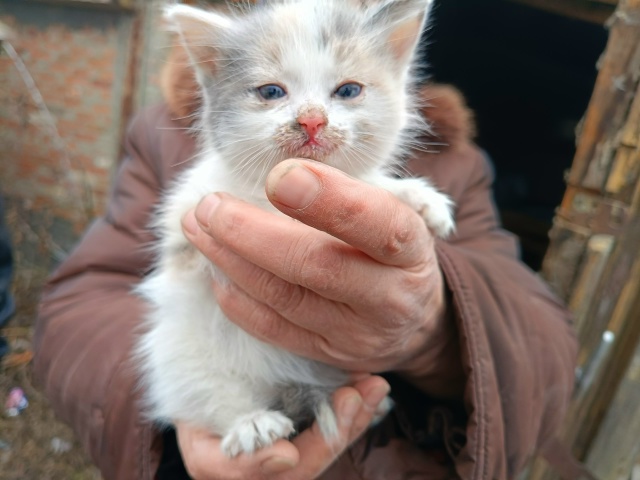 Милая девочка ищет себе добрые и заботливые руки. Была ...