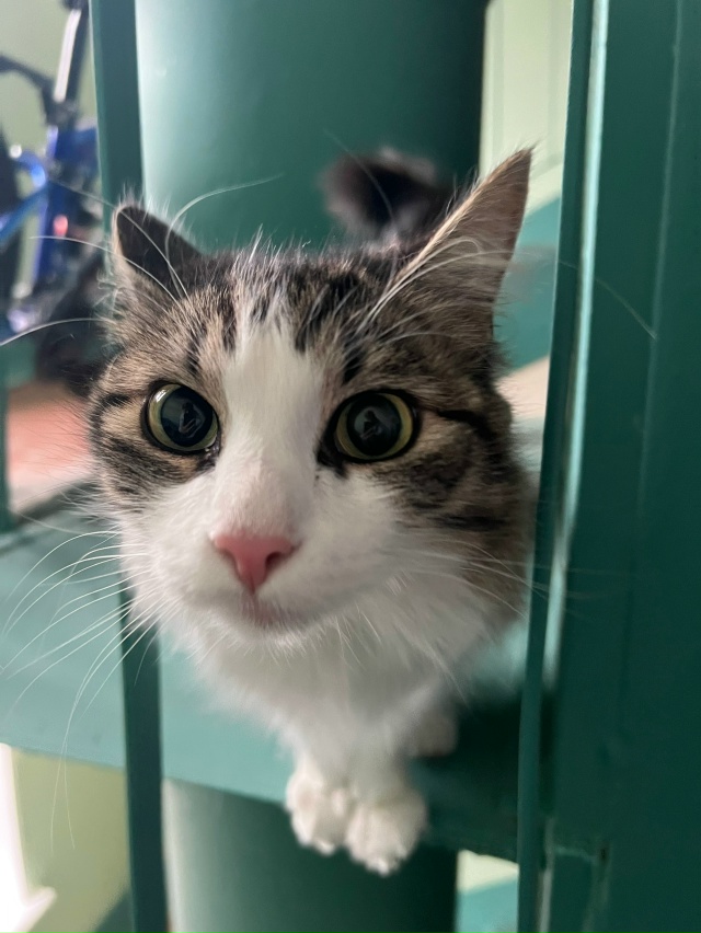 Молодежный проезд 5. На верхних этажах (6-8) бегает кот. В?...