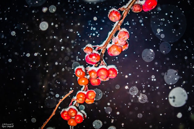 Первый снег 21 октября 2021г.
Фото: Юрий Жарков