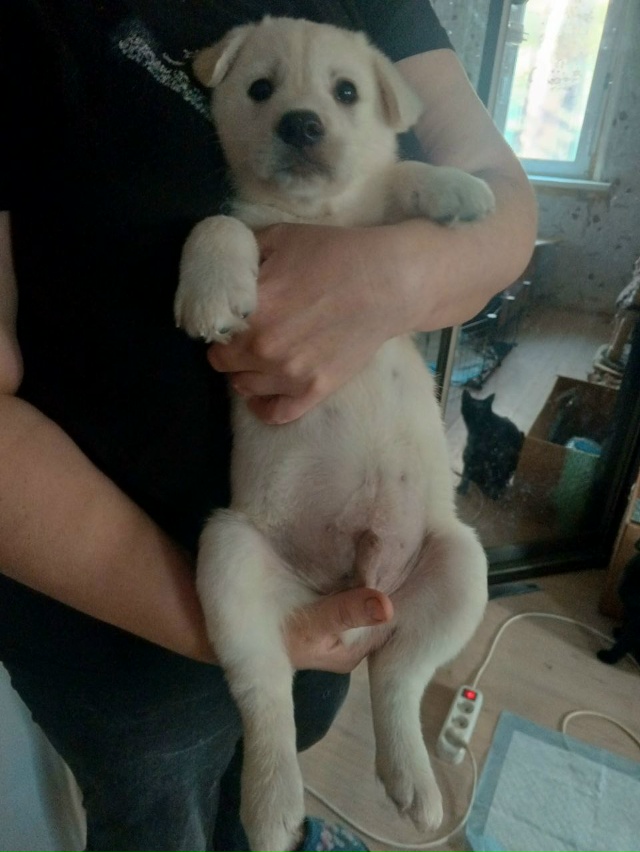 Ищут дом щенки с ахтырского хлебозавода. Все мальчишки...