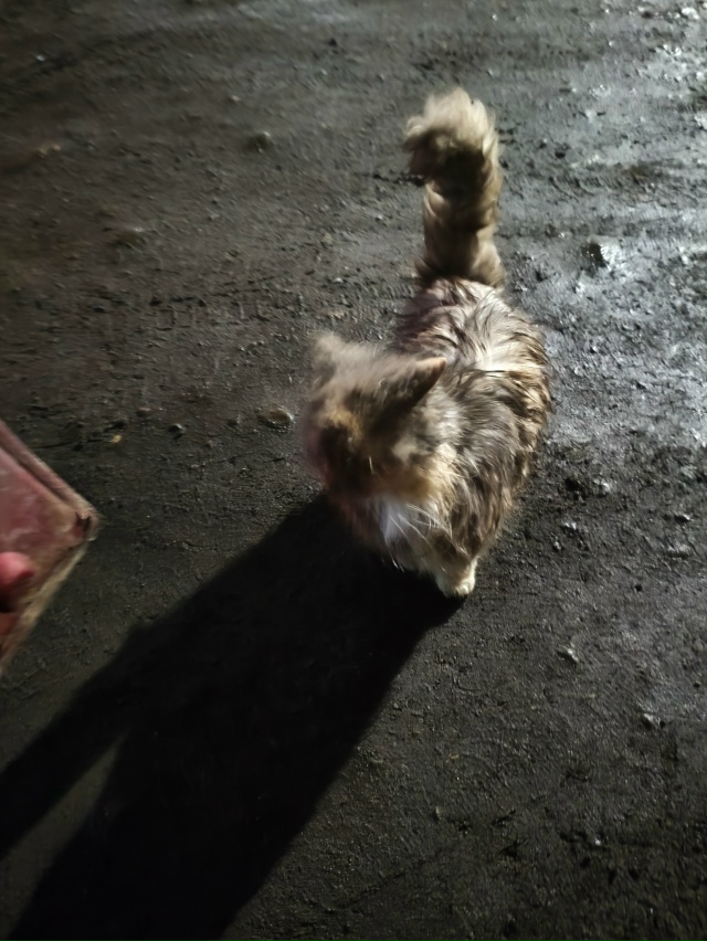 чья кошечка, на Рябикова около вб, очень ласковая, добр?...