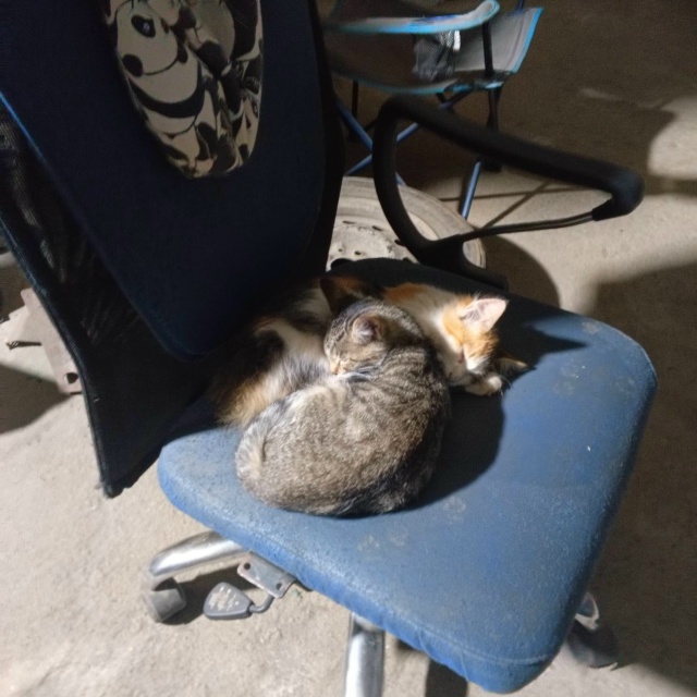 Добрый вечер.
Пропали котята, возле магазина-Пятёрочк?...