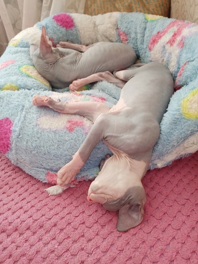 Спят.. Жидкие всратыши!)))