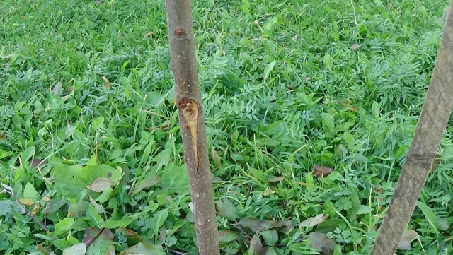 В яблоневом саду на Чайковского вандальные дебилоиды ?...