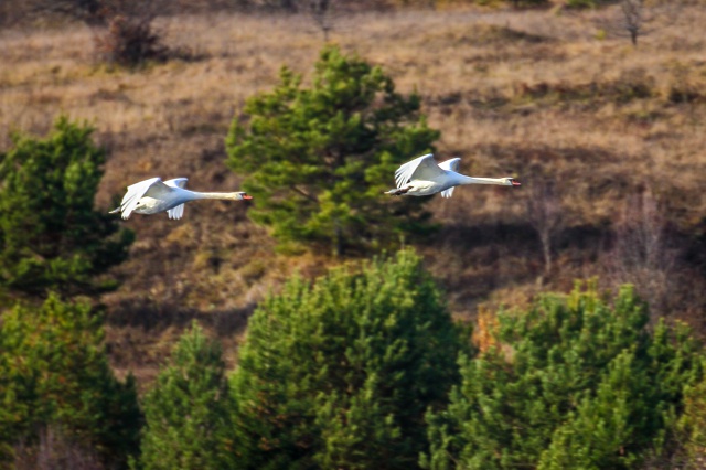 Завораживающая красота лебединого полёта.