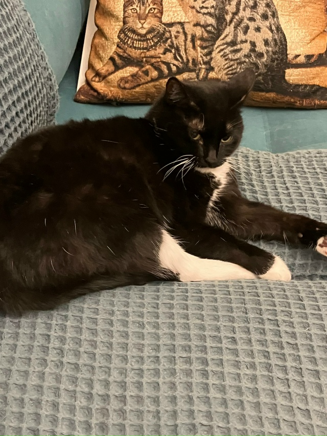 Пристраиваю кошечку Лолита (Лола) 5 лет ,стерилизована ...