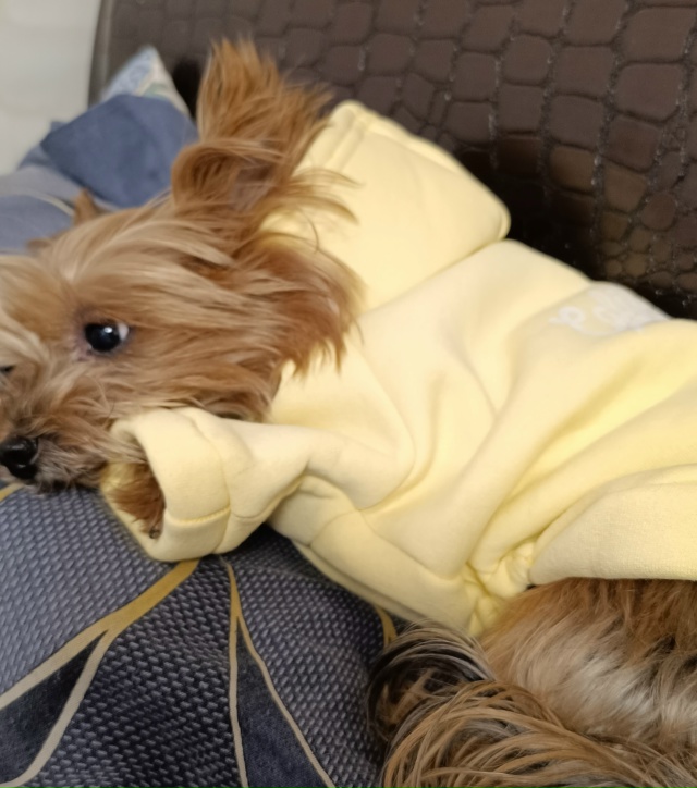 Потерялся йорк, девочка, район парка Фрунзе, может кто ?...