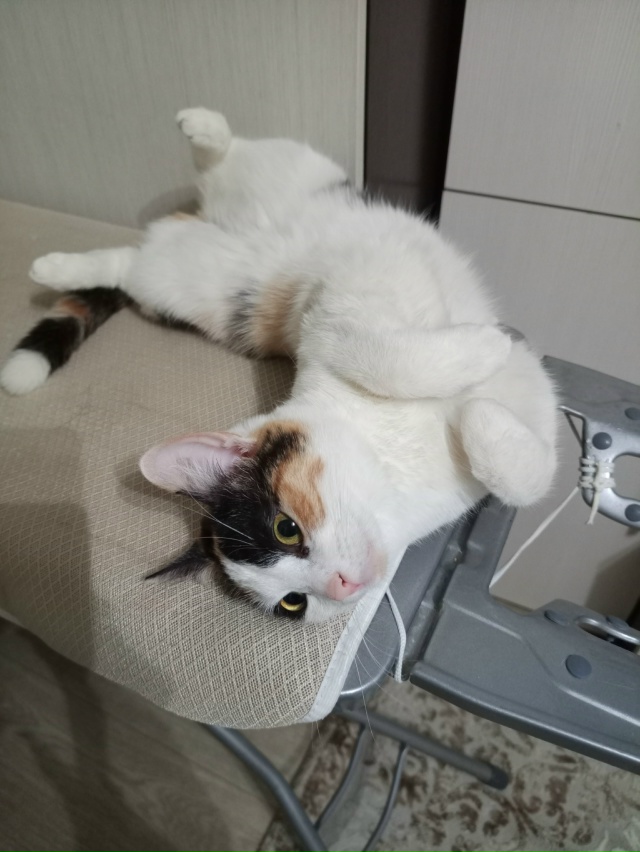 Шанель - богиня гладильной доски🤣