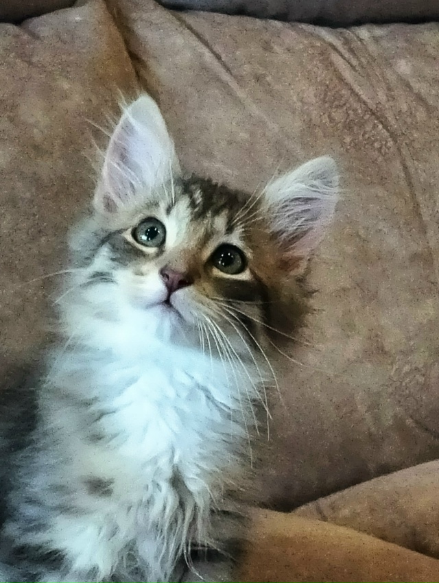 Санкт Петербург и ЛО! Мальчишка Кузя ищет дом и своего ?...