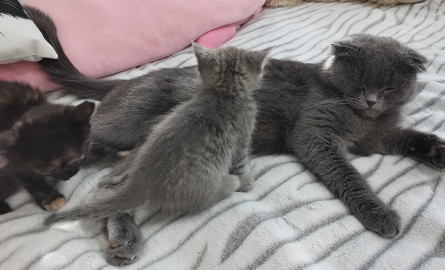 Отдам котят в добрые ручки. 2 девочки от домашней кошки....