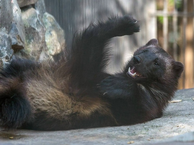 Дoбpoe утpo, дpузья! Отличнoгo вaм дня и хopoшeгo нacтpoeния!