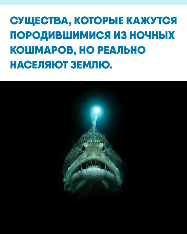 Мир живой природы хранит больше ужасающих «монстров», ...