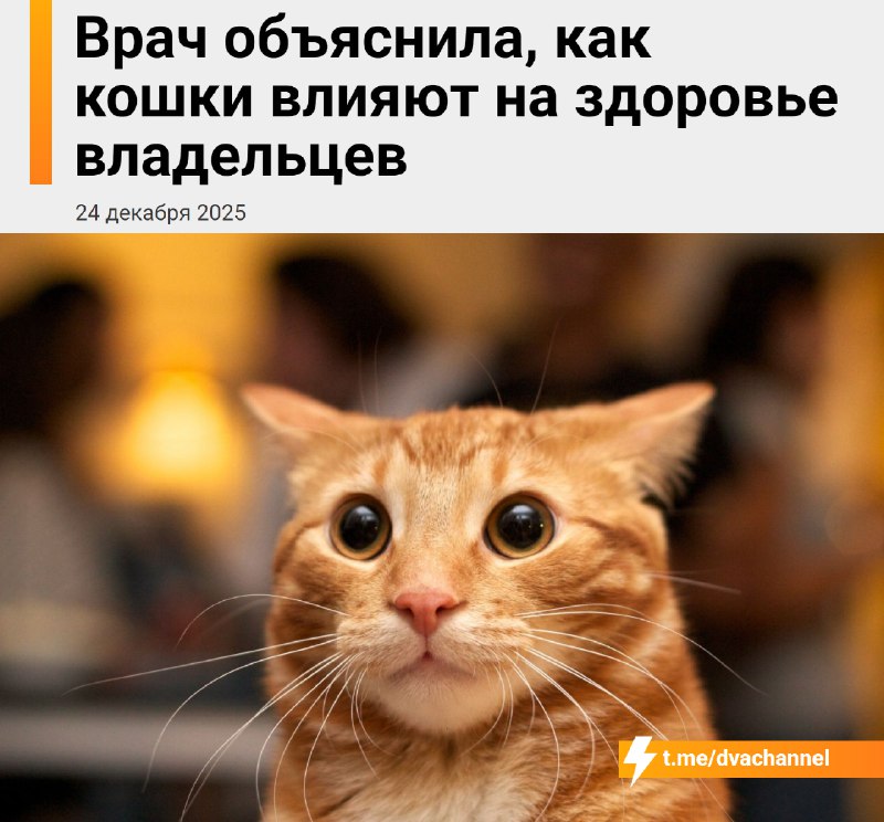 Коты укрепляют здоровье и продлевают жизнь, рассказали врачи
Пушистые питомцы работают как домашние