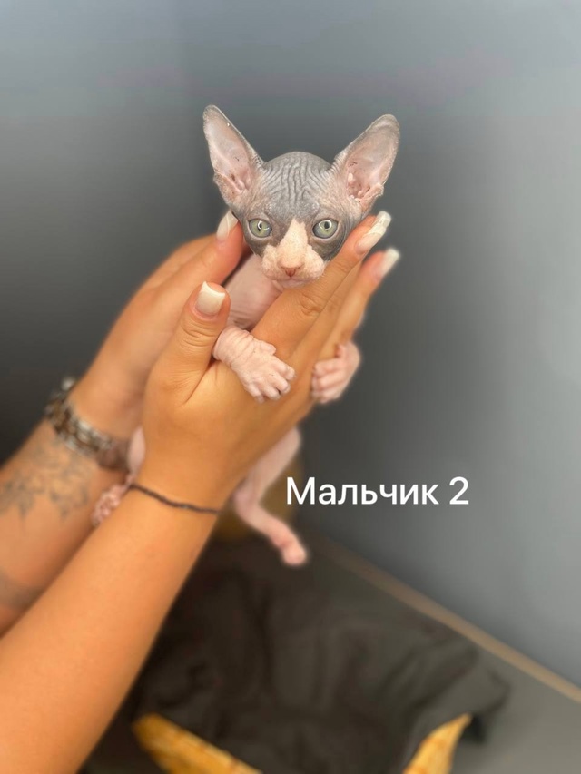 🩵😻🩷Продаю Милашeк-Очаровашек💗 Приoбрeтая ceбе сфин?...