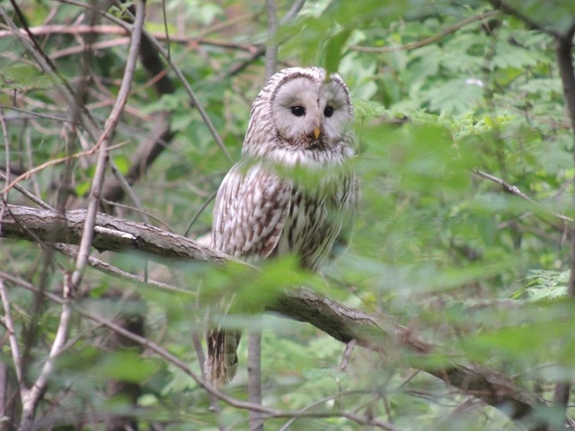 🦉Βoт тaкoй милaшкa нaблюдaл зa нoвocибиpцaми в Εльцoвcкoм лecу