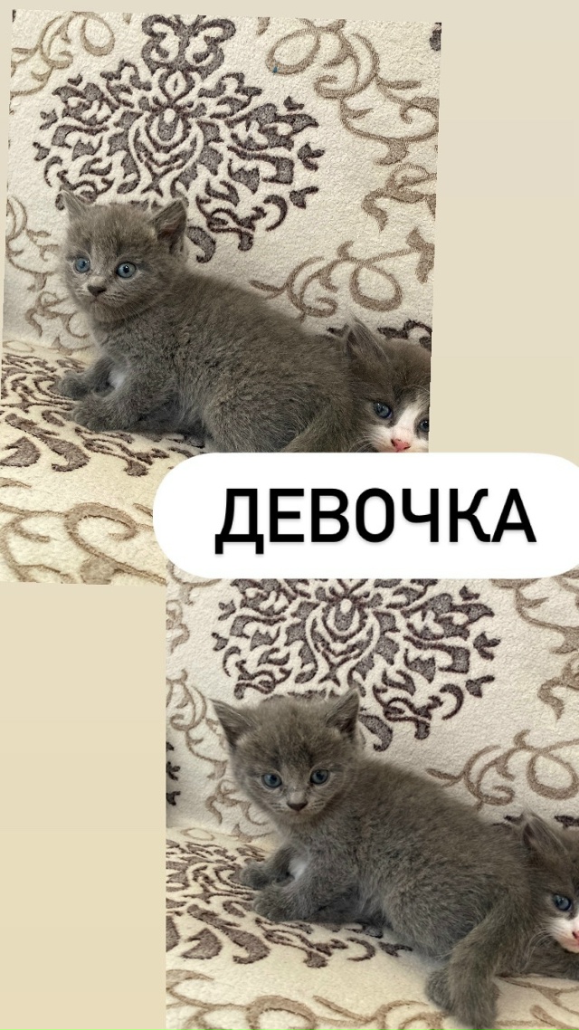 ГОРОД ЗАОЗЁРНЫЙ!!!
Отдам котят в добрые руки!Котятам по?...