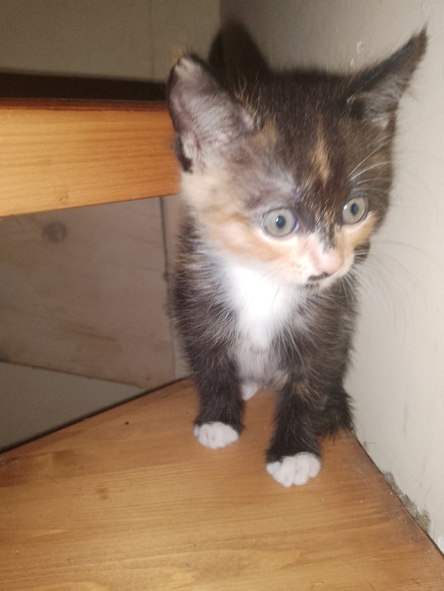 отдаю котят в Можайске!
две кошечки, родились 22 июня. у ...