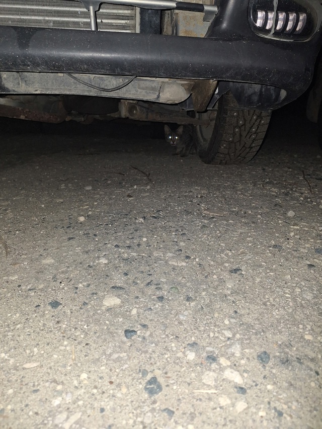 Найден котёнок, где мойка самообслуживания на Приволь?...