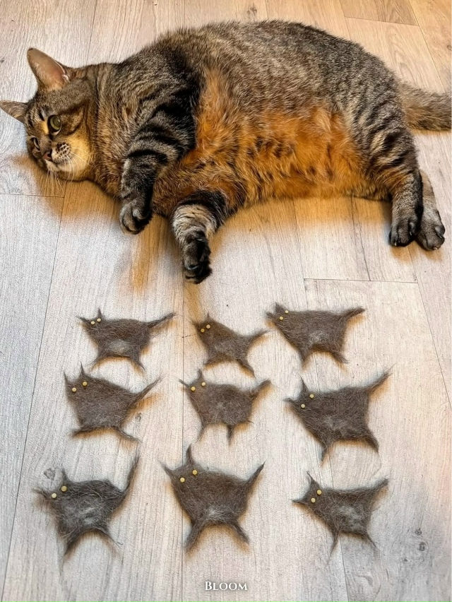 Стeпaн co cвoими мaлышaми Стeпaнaми 😹