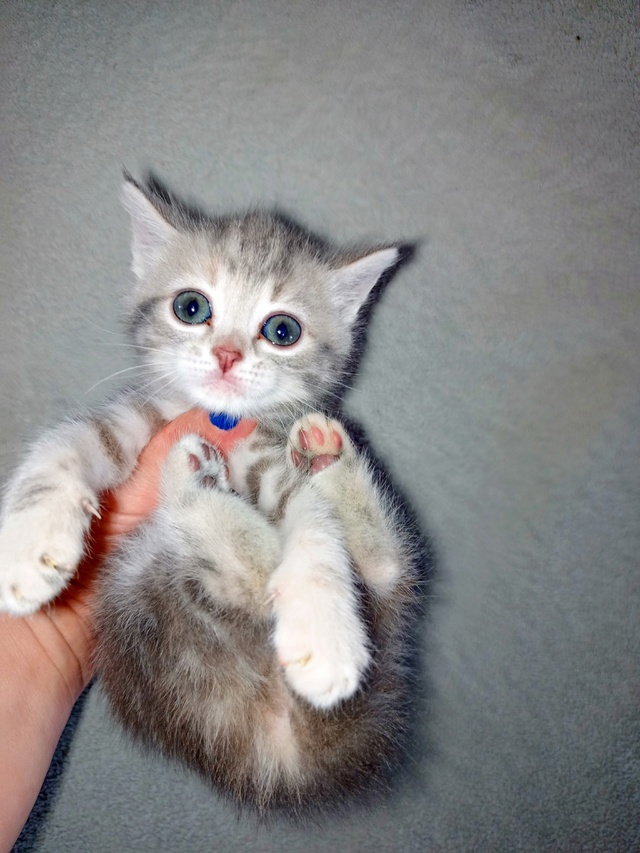 Отдам котят в добрые руки 🤗 т 89272865139