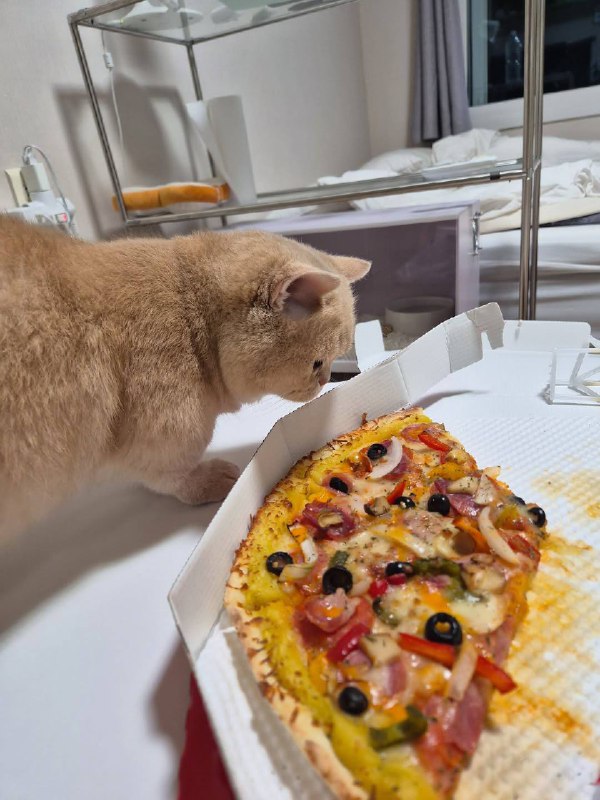 Ну вот ты и попавась, питса..