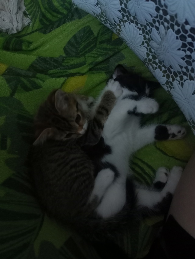отдам котят, около 6 месяцев.один котенок вислоухий но ?...