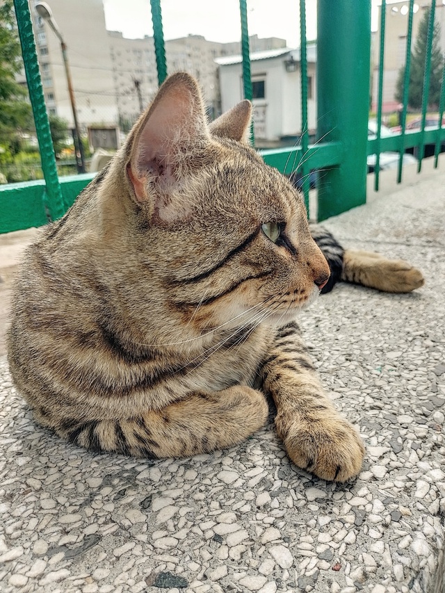 Красивейший кот, в крови которого явно есть бенгалы и, ?...