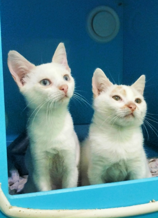 ВОЛГОРЕЧЕНСК ❗
ДВУМ БРАТИКАМ, БИБЕ И БОБЕ ОЧЕНЬ НУЖЕН...