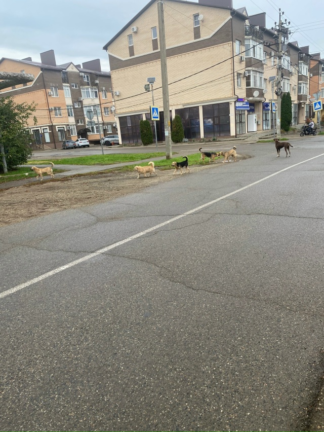 Администрация ❗️❗️обратите внимание на эту стаю пси...