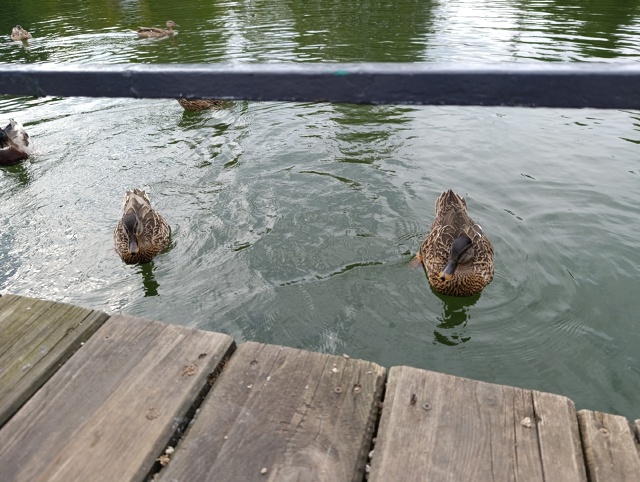 Хорошо летом даже черепашкам 🐢