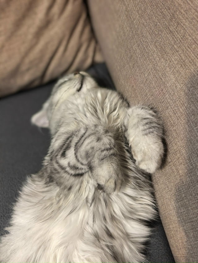 Богиня дивана- Шушечка❤️грация , харизма , обаяние- эт?...