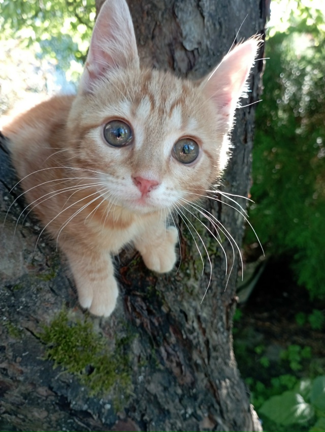 Сима- Серафима, кошечка из канавы, переехала в город. Те...