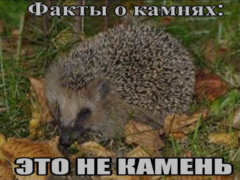 Ночная подборочка
Спать, режим
