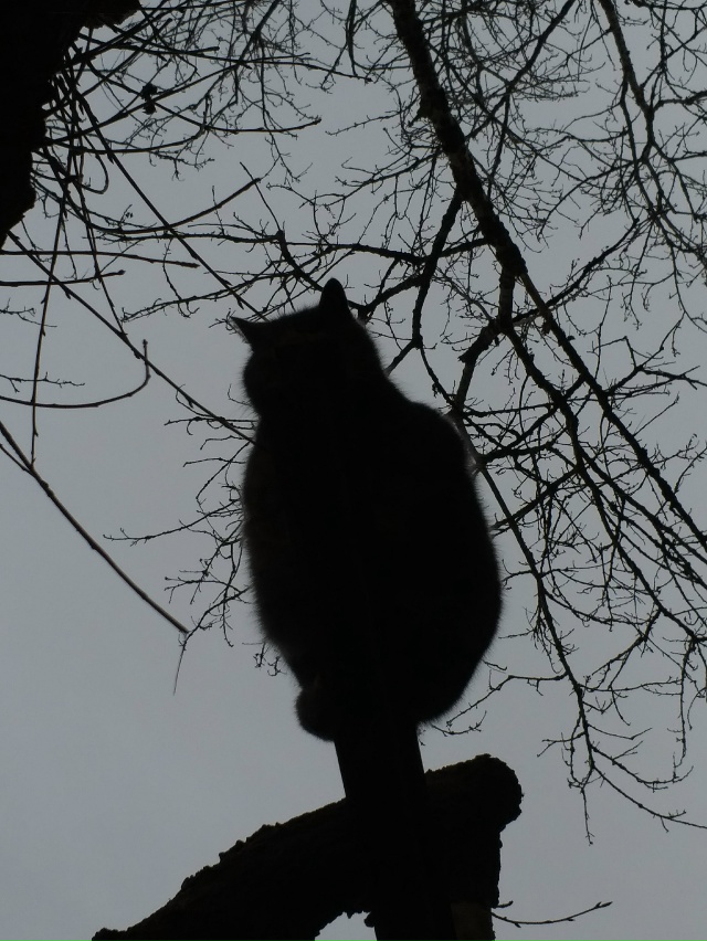 Саврасов А.К. 