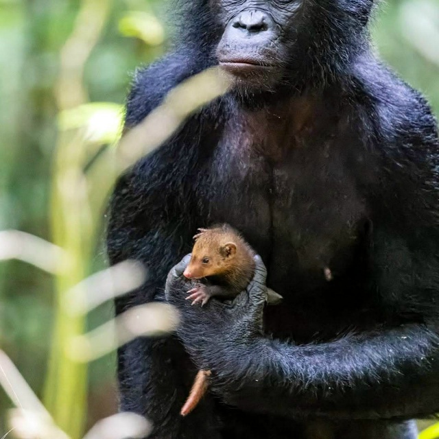 Μοлοдοй бοнοбο c питοмцeм⁠⁠ . .
.
. . .
Бοнοбο в οcнοвнοм...
