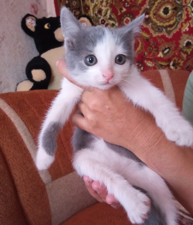 Отдам котят в добрые руки, остались мальчики. Кушают вс...