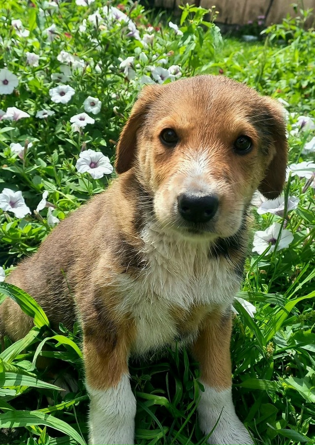 Щенки в добрые руки. 🐶
Мама - гончая( рабочая) , папа - по...